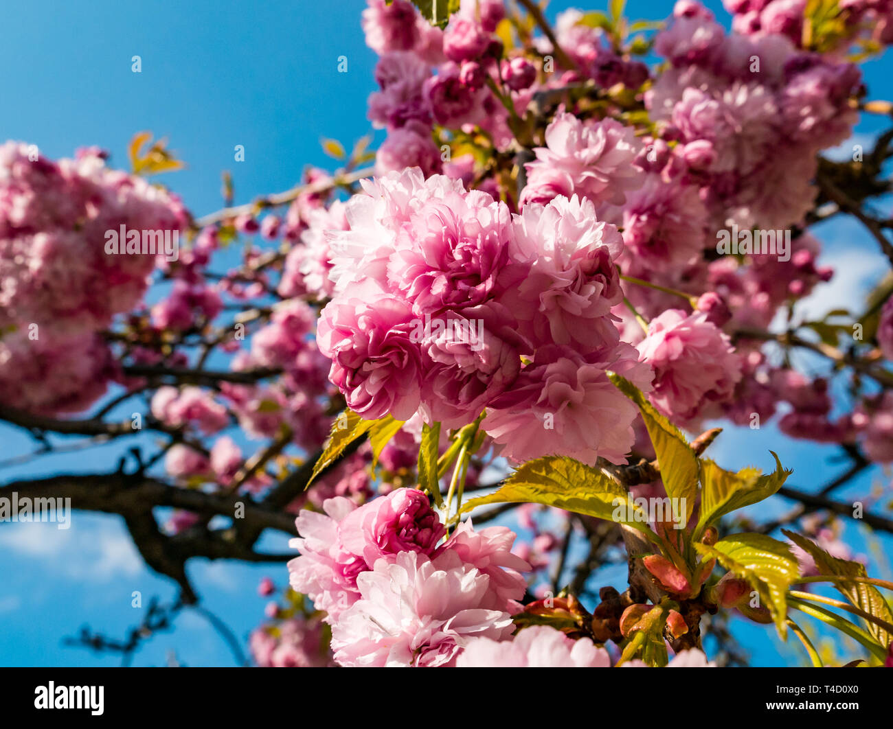 Volle Blüte rosa Feder Cherry Blossom gegen den blauen Himmel, Edinburgh, Schottland, Großbritannien Stockfoto