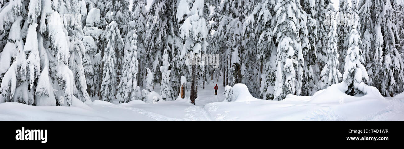 WA 16153-00 ... WASHINGTON - Trail durch den Wald am Gipfel des Amabilis Berg im Okanogan-Wenatchee National Forest. Stockfoto