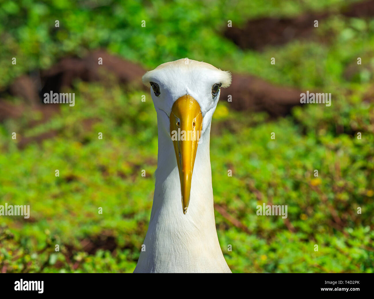 Porträt einer männlichen Albatross (Phoebastria irrorata) am Espanola Insel auf Galapagos winkte Islands National Park, Pazifischer Ozean, Ecuador. Stockfoto