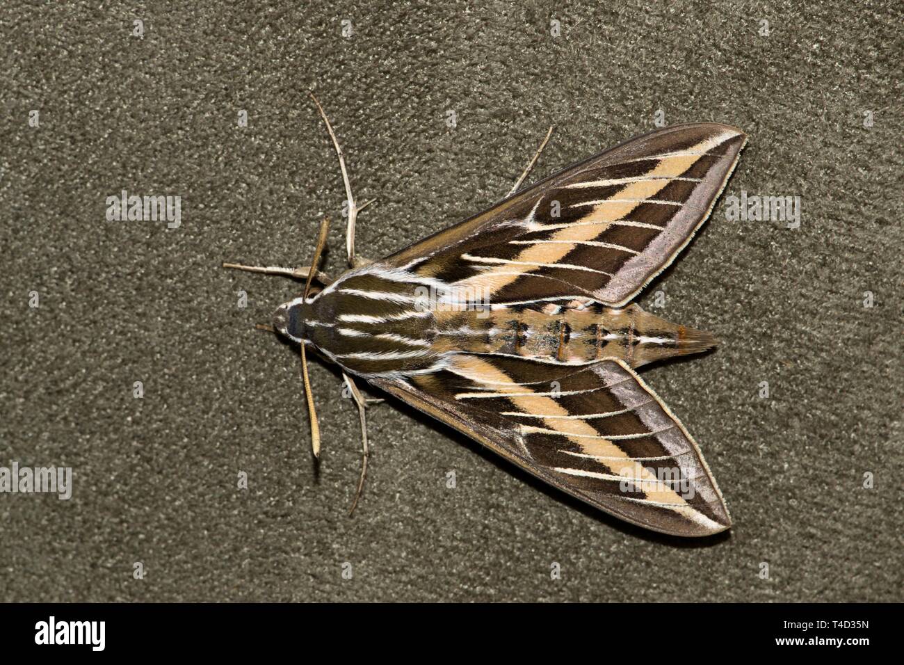 Eine horizontale Ansicht eines White-Lined Sphinx Moth (hyles Lineata) ruht auf Polstermöbeln. Sie werden auch als Hummingbird Motten bekannt. Stockfoto