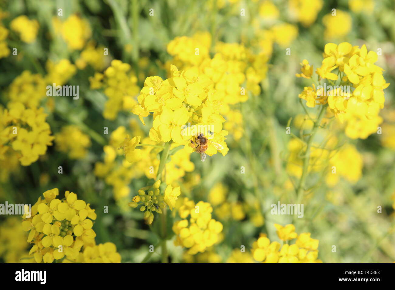 Foto bei der Raps Blumen Festival genommen Stockfoto