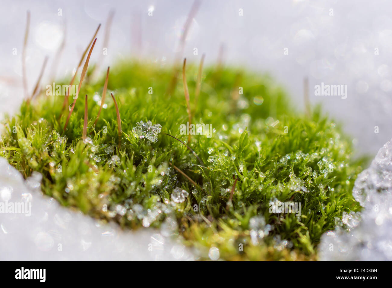 Natur Kämpfe durch den Schnee Stockfoto