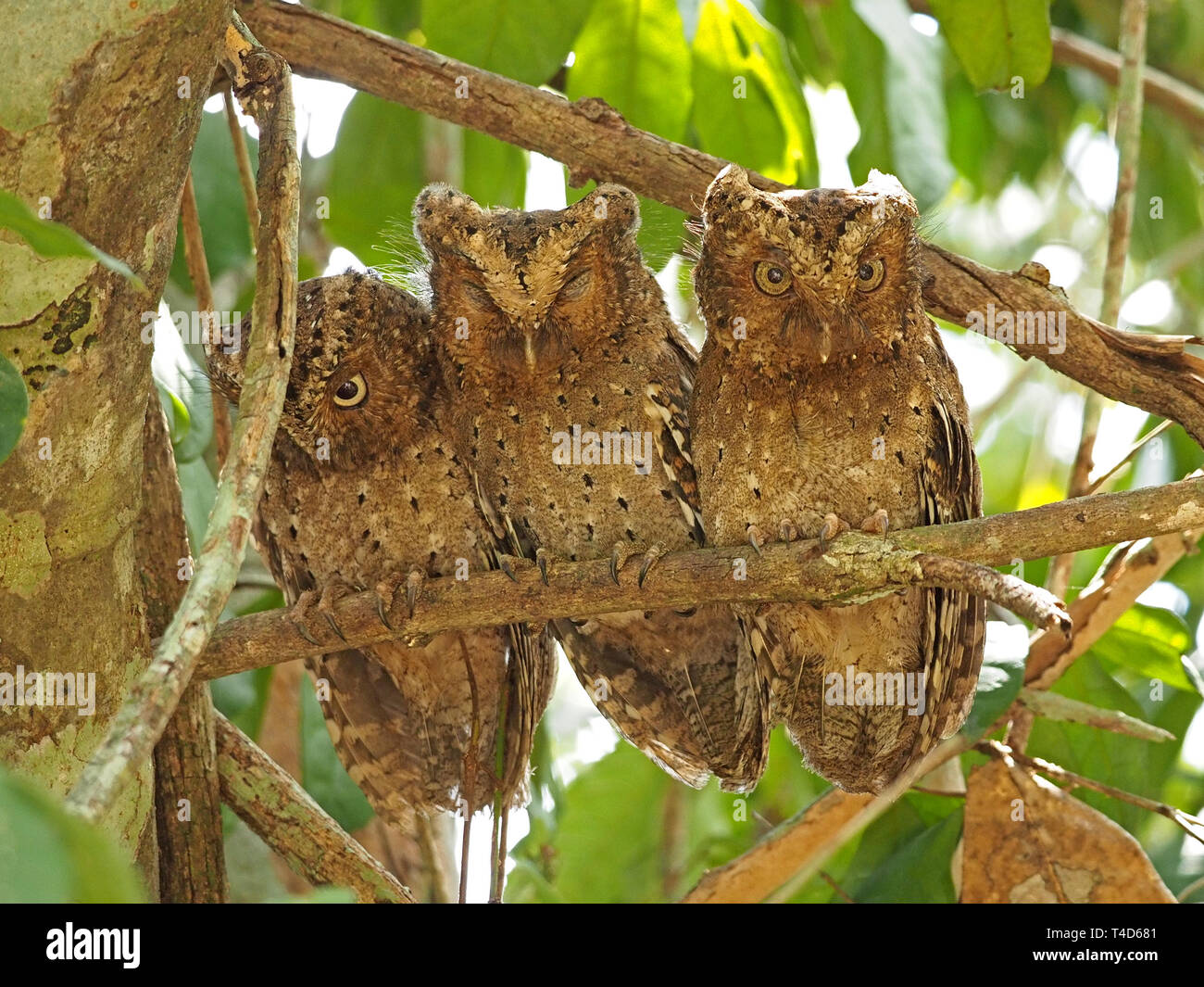 Drei liebenswerten endemisch Sokoke Scops Eulen (Otus ireneae) Rastplätze für Tag gepresst zusammen auf einem Zweig in der arabuko-sokoke Wald, Kenia, Afrika Stockfoto