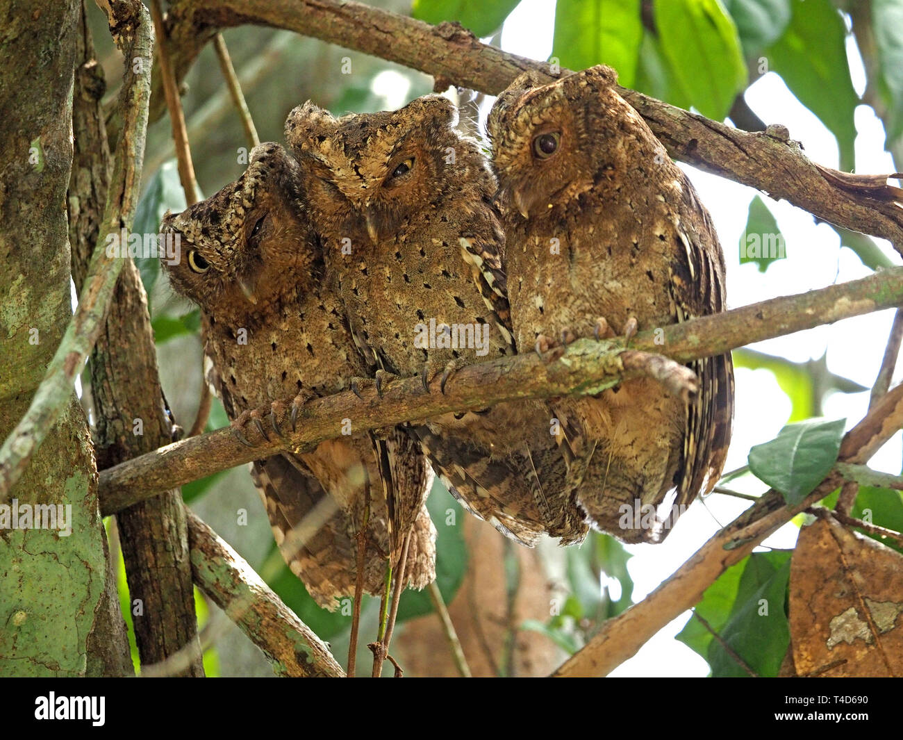 Drei liebenswerten endemisch Sokoke Scops Eulen (Otus ireneae) Rastplätze für Tag gepresst zusammen auf einem Zweig in der arabuko-sokoke Wald, Kenia, Afrika Stockfoto