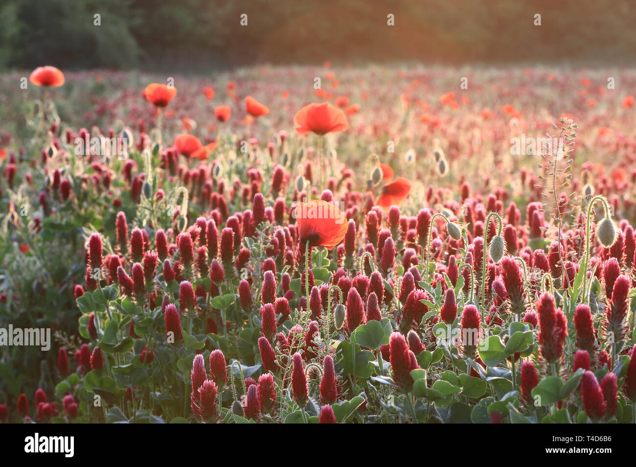 Hintergrundbeleuchtung Mohnfeld mit purpurroter Klee in der frühen Morgensonne Stockfoto