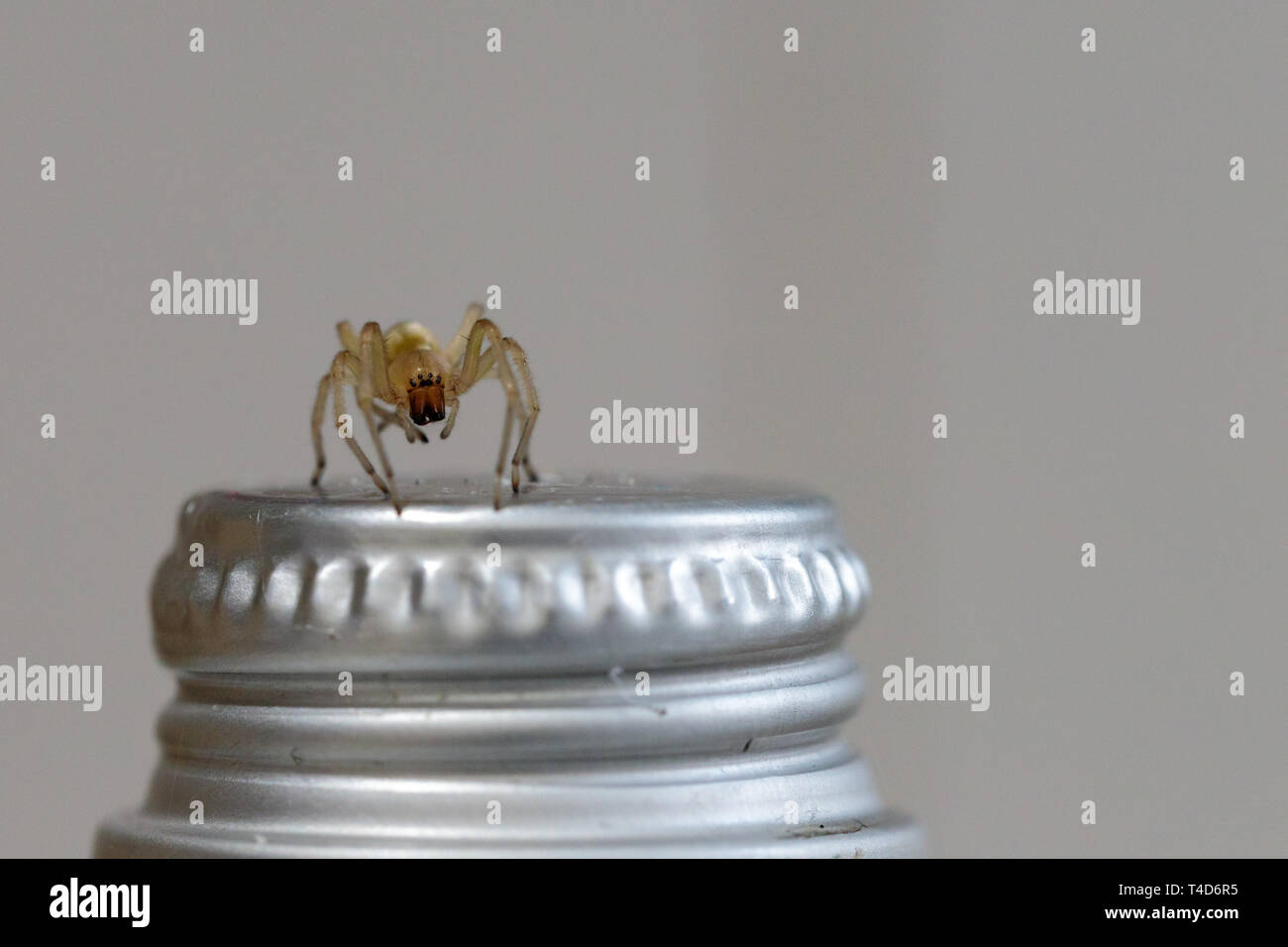 Weiße Spinne auf einer Flasche Stopfen Stockfoto