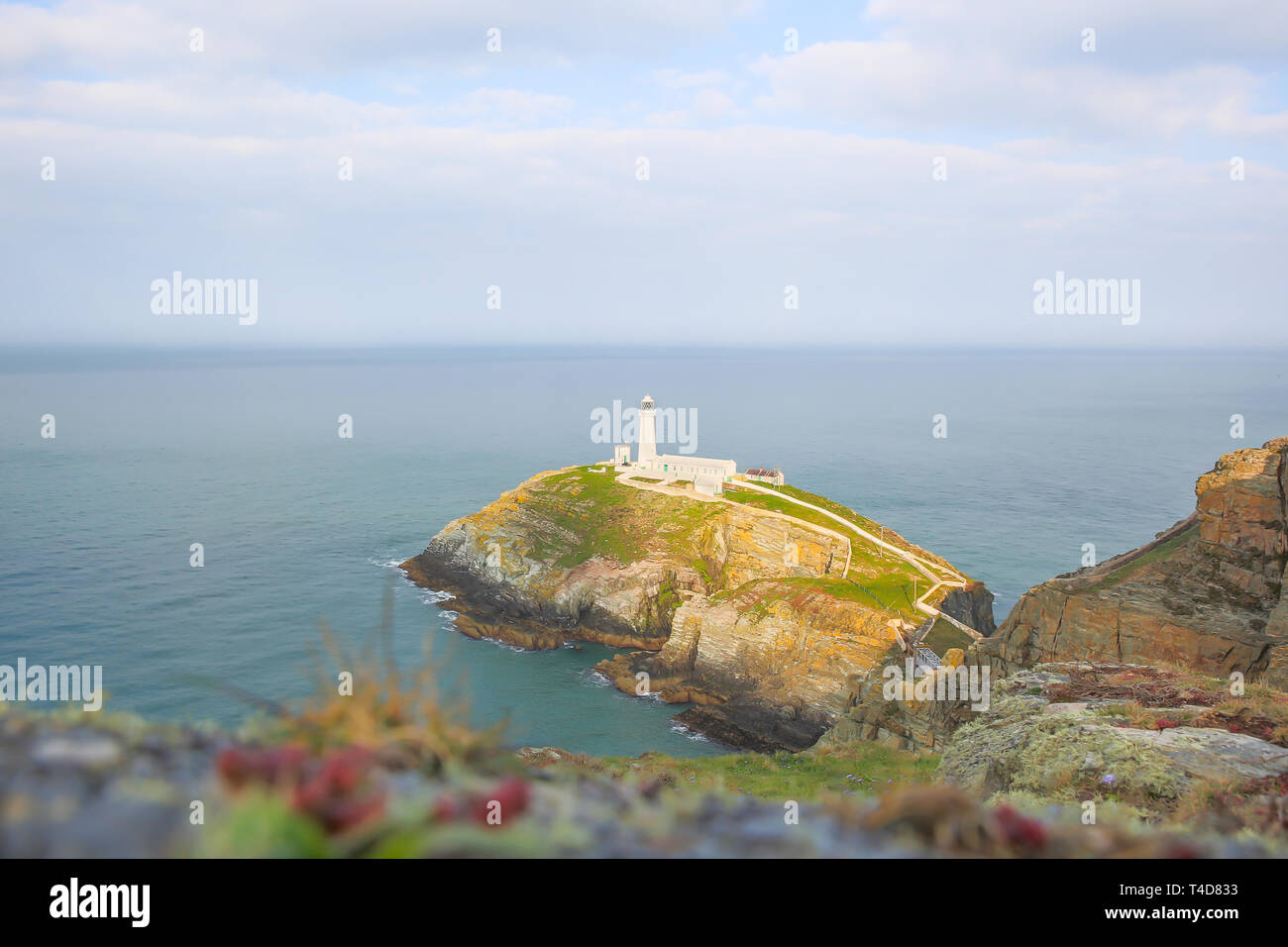 Blick auf das Meer. Blick auf South Stack Lighthouse, Holy Island, Anglesey, Wales, Großbritannien früh am sonnigen Frühlingsmorgen, bevor Touristen ankommen. Stockfoto