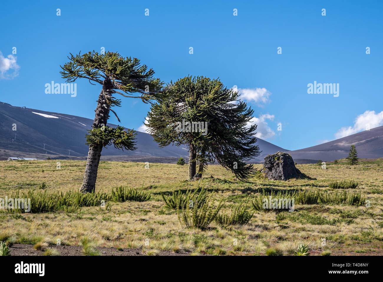 Die berühmtesten und ältesten Bäume Chiles, sterben Araukarien. Stockfoto