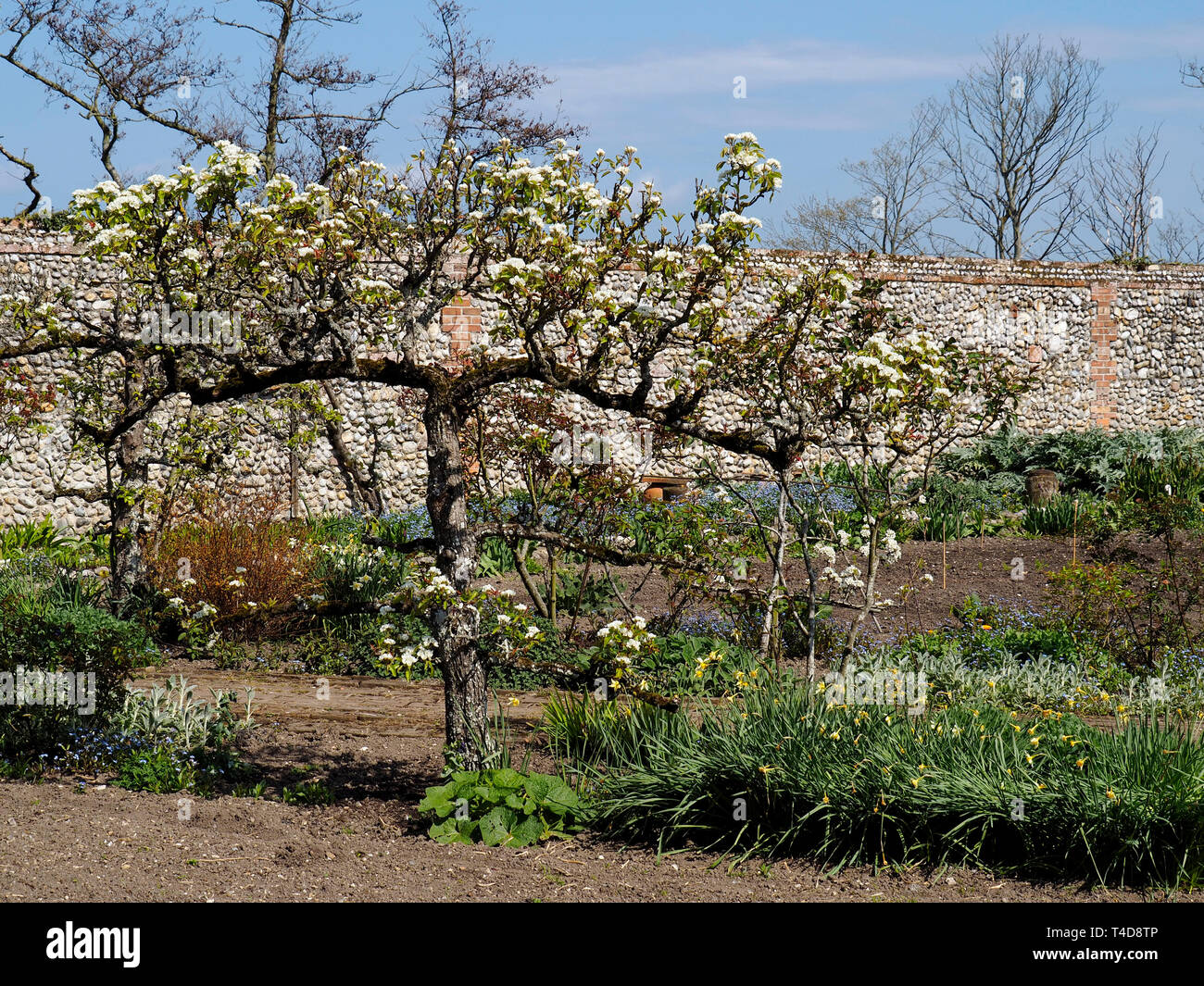 Blüte auf alten Spalier Apfelbäume in einem ummauerten Garten mit anderen zweimal jährlich erscheinende Mode-Special Blumen unten. Stockfoto