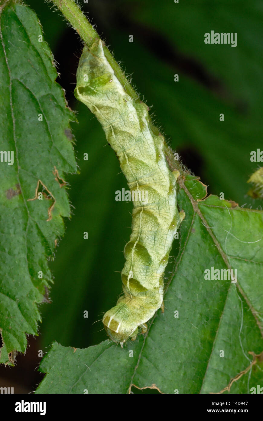 Dot (Melanchra persicariae Falter) Caterpillar Fütterung auf ein Hazel leaf Stockfoto