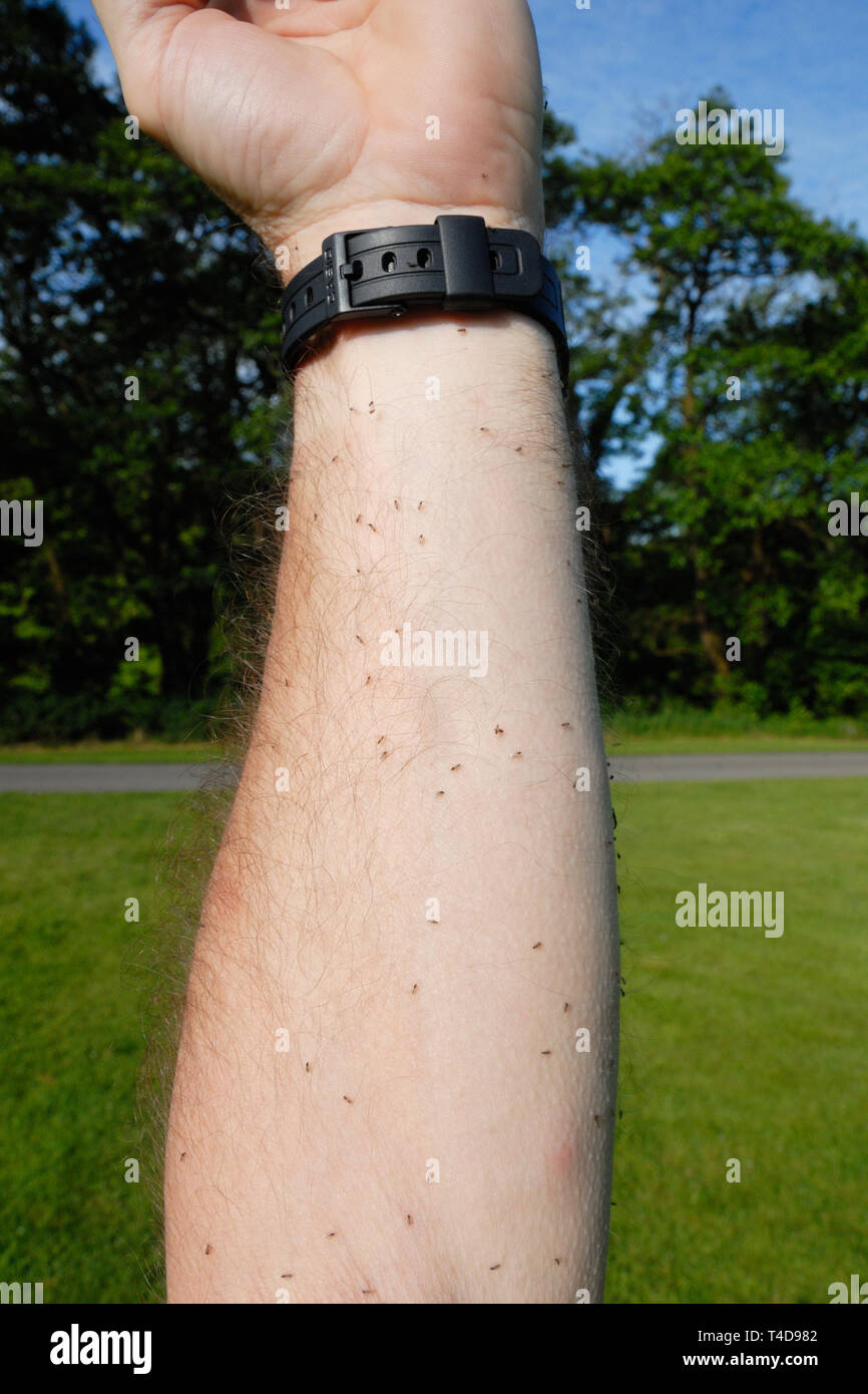 Schwarm Mücken (Culicoides sp.) beißen Arm des Fotografen. Stockfoto