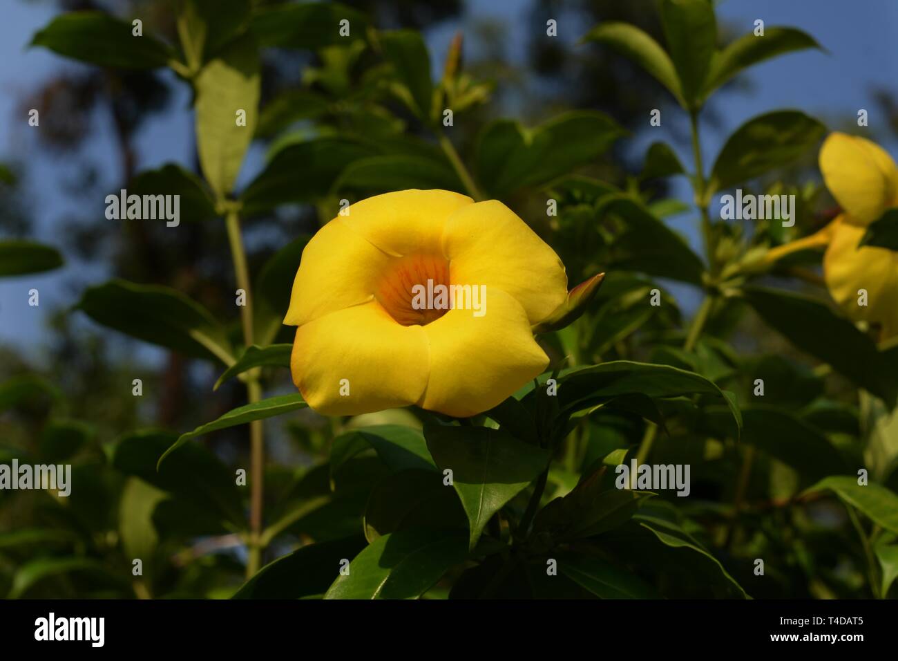 Schöne Allamanda Blume Stockfoto