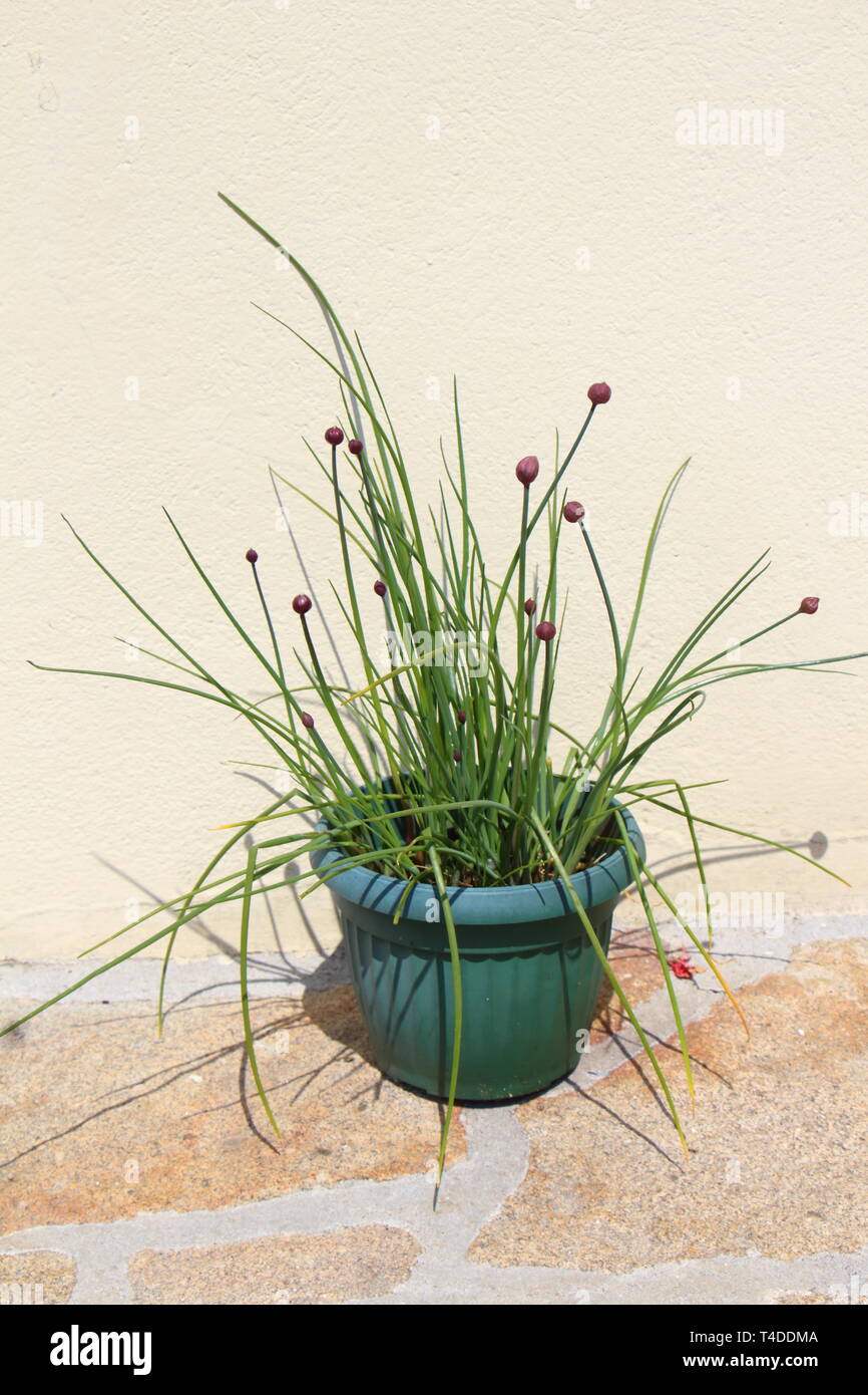 Schnittlauch Pflanzen mit lila Blüten in einem grünen Blumentopf in einem Garten Stockfoto