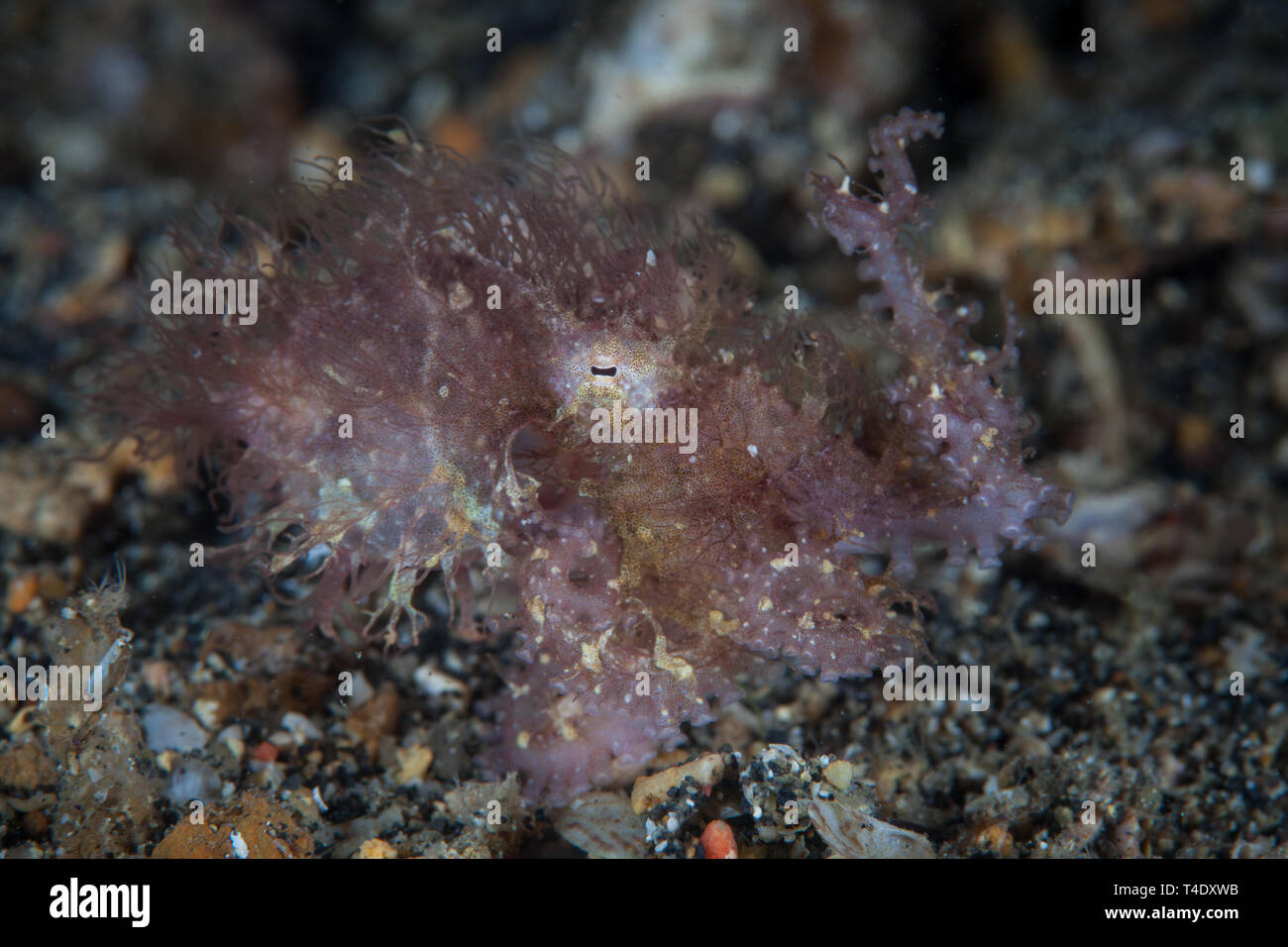 Ein Hairy Octopus, Octopus sp., kriecht auf einem sandigen Meeresboden in Lembeh Strait, Indonesien. Diese seltene tintenfischfänger ist noch nicht wissenschaftlich beschrieben werden. Stockfoto