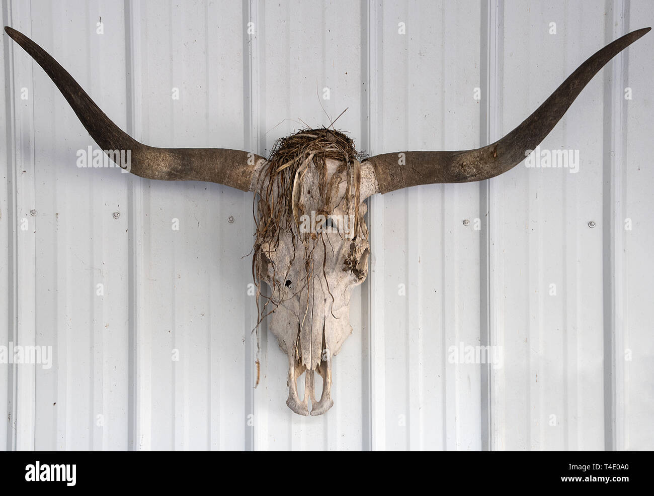 Bird's Nest bauen in montiert Schädel von Texas Longhorn Stockfoto