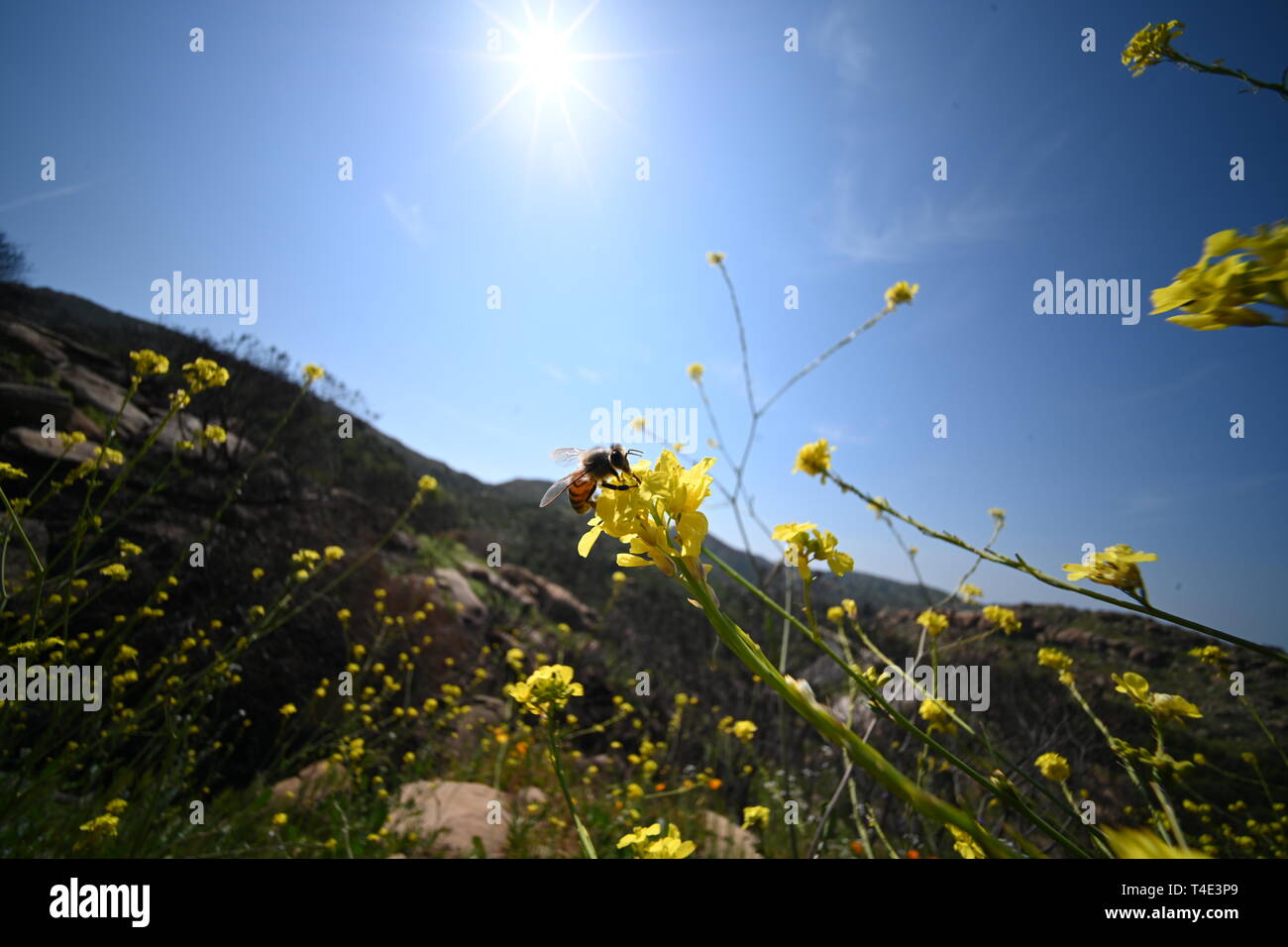 Biene bestäubt Blume mit der Sonne in den Himmel Stockfoto