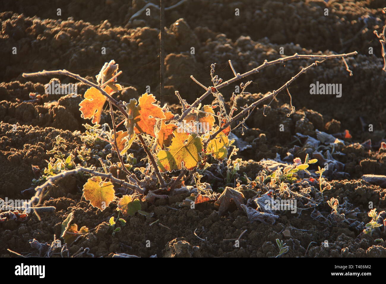 Junge Weinrebe mit Blättern mit Frost in französischer Sprache Weinberg getönt Stockfoto
