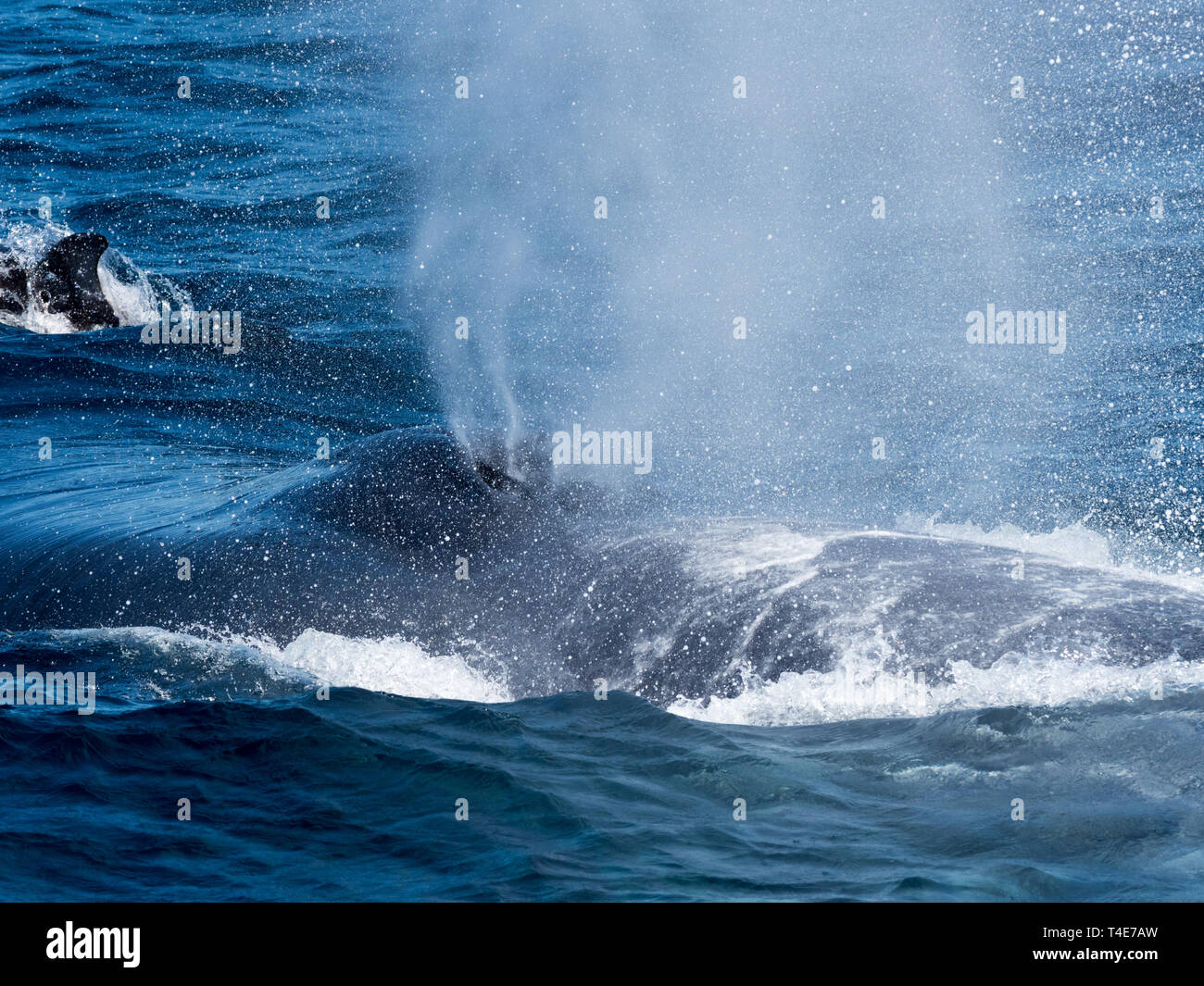 Ein Blauwal, Balaenoptera musculus, Belag mit einem Weißstreifendelfin Es bowriding für Spaß in Baja, Mexico Stockfoto