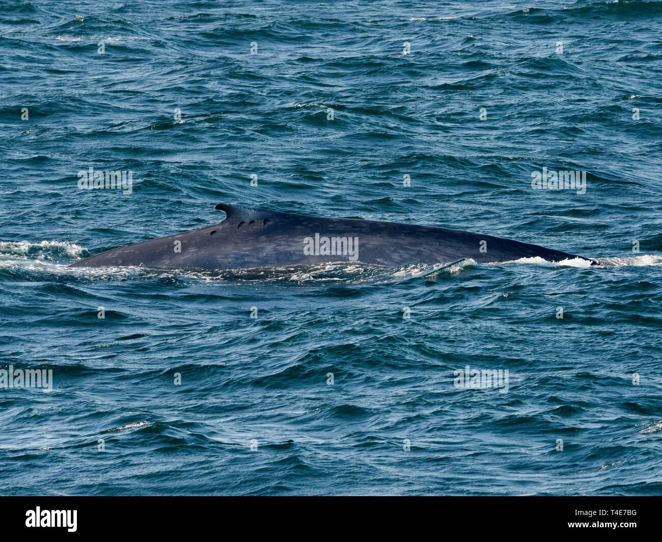 Ein Blauwal, Balaenoptera musculus, Surfacing mit schiffshalter Fisch, der durch seine Rückenflosse in Baja, Mexico Stockfoto