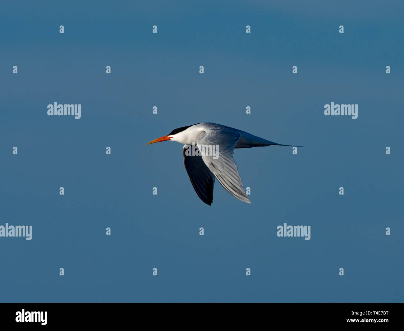 Eine elegante Seeschwalbe, Thalasseus elegans, fliegen in Baja California, Mexiko Stockfoto