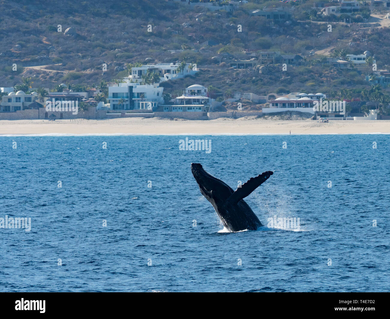 Buckelwal, Megaptera novaeangliae, aus Verletzung von Los Cabos, Baja California, Mexiko Stockfoto