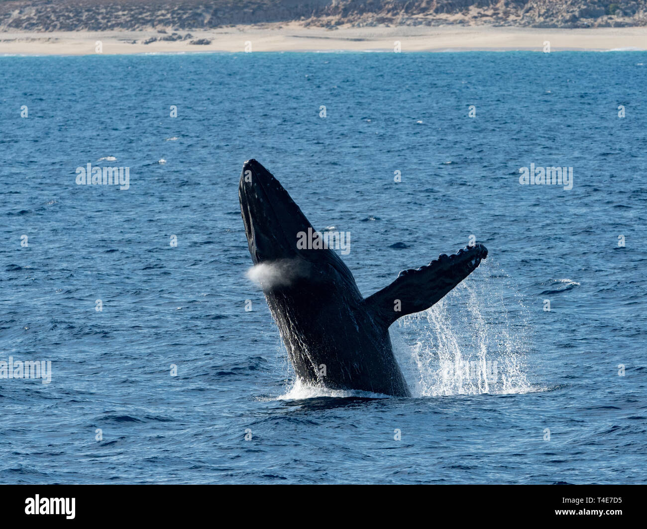 Buckelwal, Megaptera novaeangliae, aus Verletzung von Los Cabos, Baja California, Mexiko Stockfoto