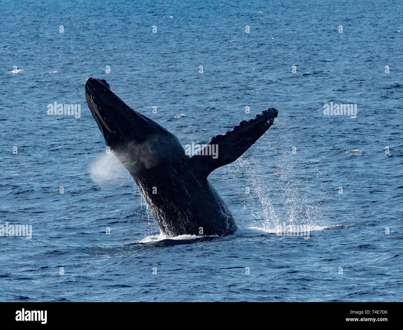 Buckelwal, Megaptera novaeangliae, aus Verletzung von Los Cabos, Baja California, Mexiko Stockfoto