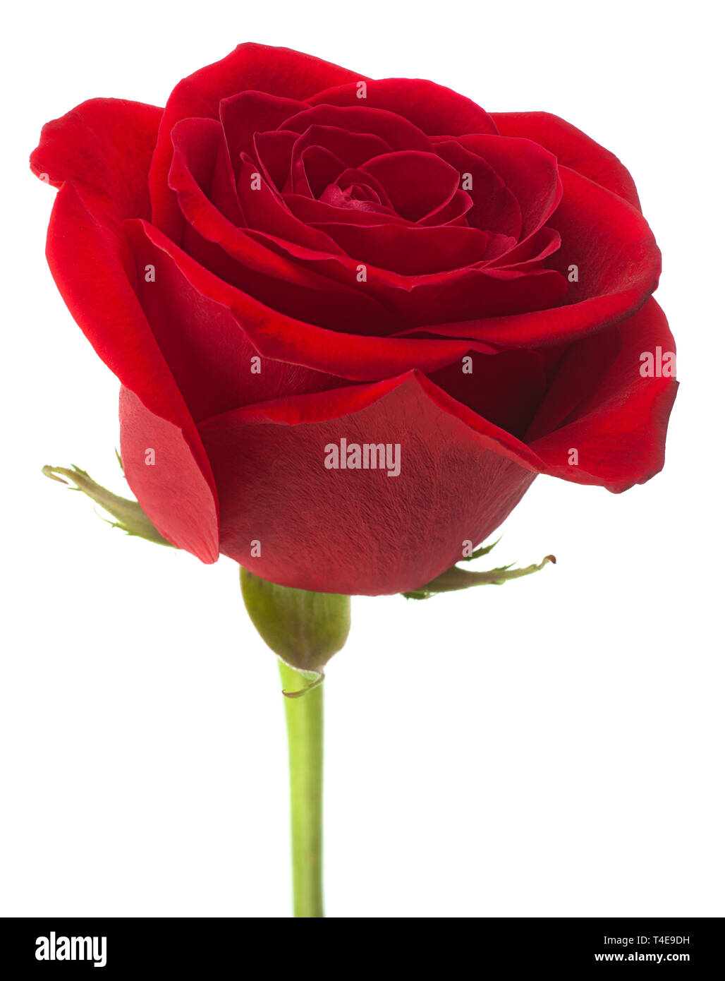 Red Rose Blume Kopf auf weißem Hintergrund Stockfoto