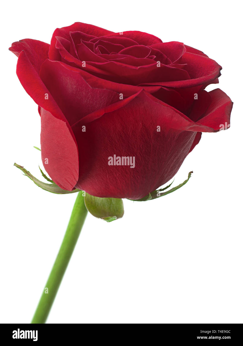 Red Rose Blume Kopf auf weißem Hintergrund Stockfoto