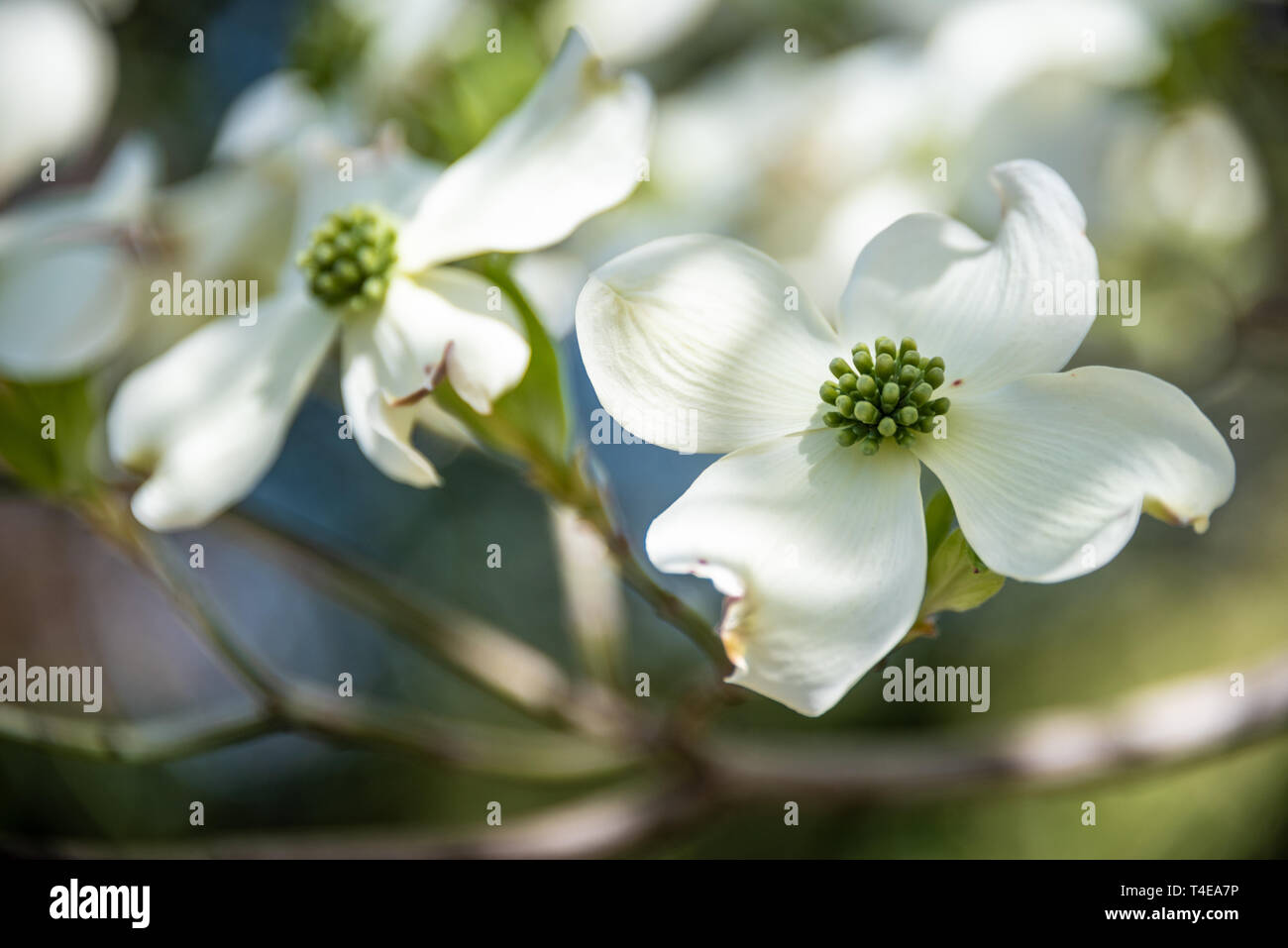 Schöne weiße Hartriegel Blüten verkünden die Ankunft des Frühlings in Atlanta, Georgia. (USA) Stockfoto