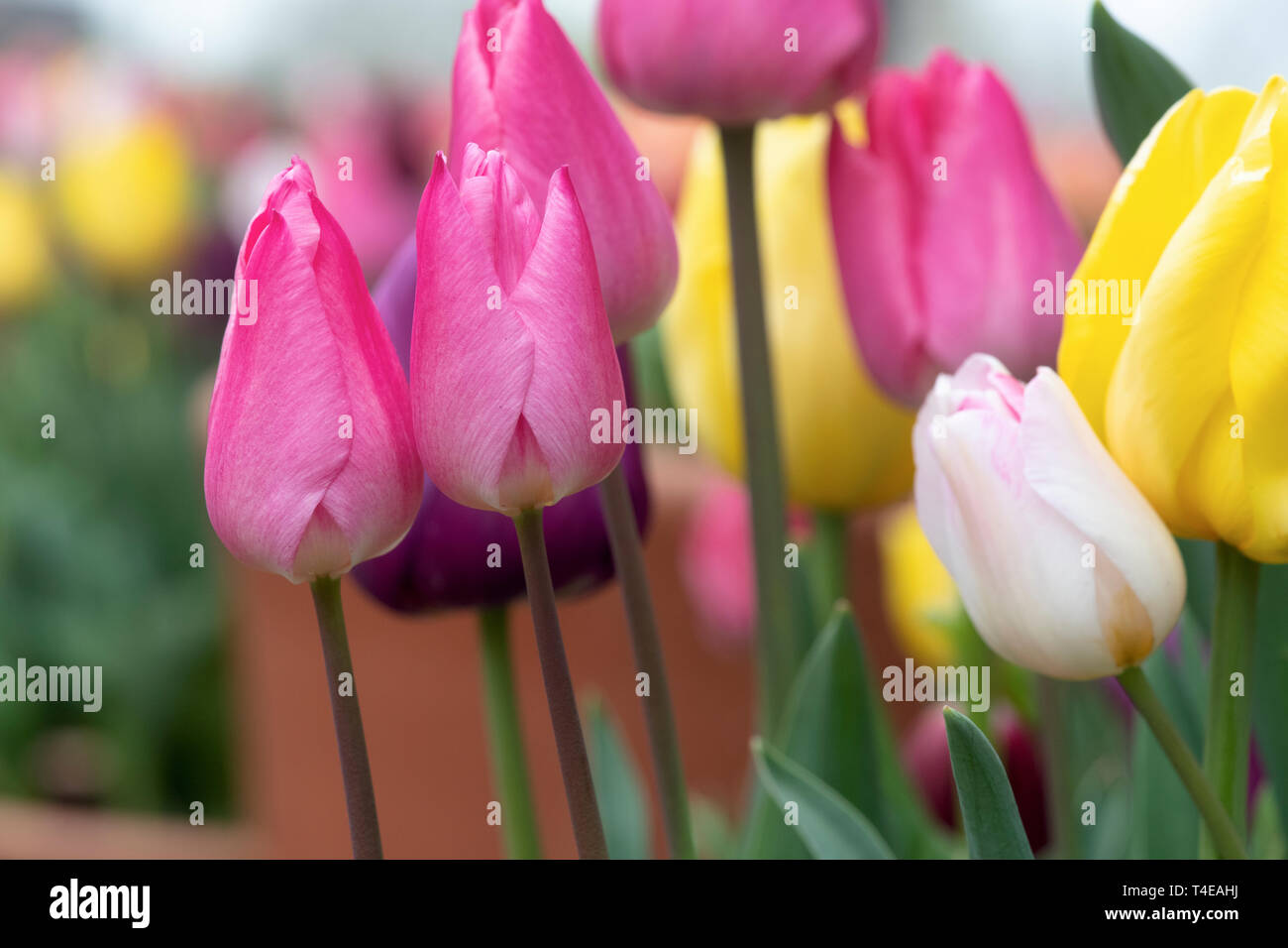 Tulipa. Rosa Tulpe Blumen im Frühling Stockfoto