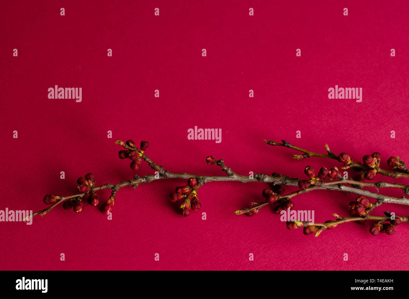 Einen Zweig eines Aprikosenbaum beginnt auf einem fuchsia Hintergrund zu blühen. Platz für Text. Frühling Stockfoto