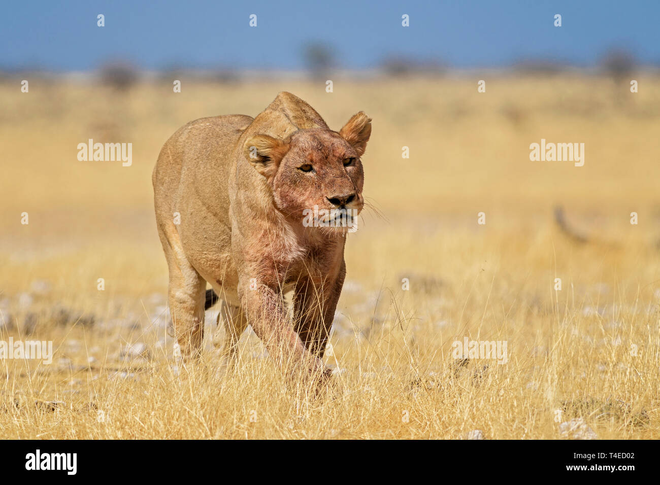 Von Lion Panthera leo, Wappentier aus afrikanischen Savannen, Etosha National Park, Namibia. Stockfoto