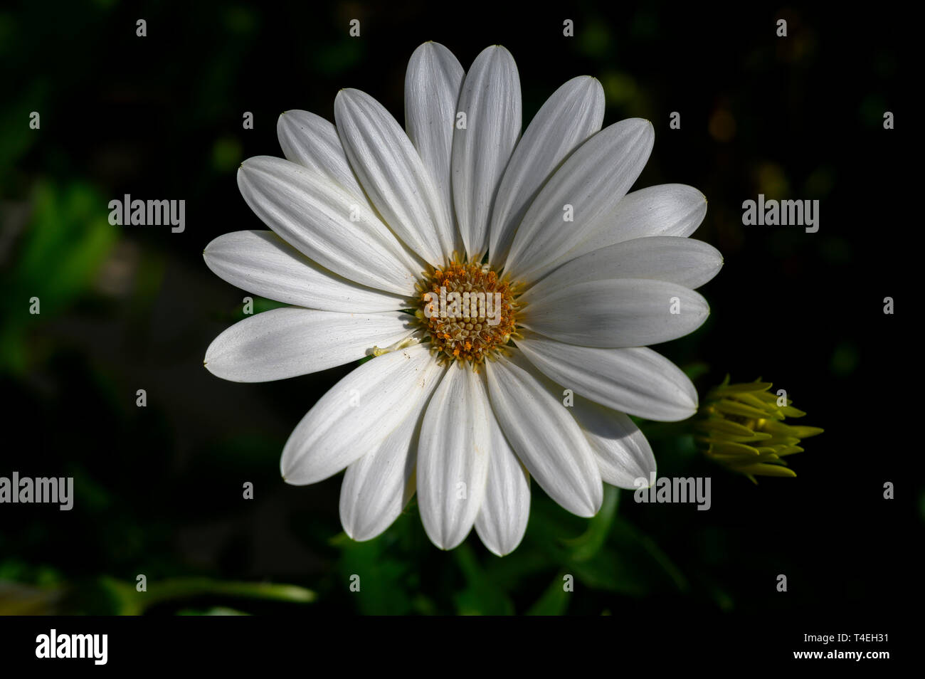 Weiße Cape Marguerite Blume in Kew Gardens, London Stockfoto
