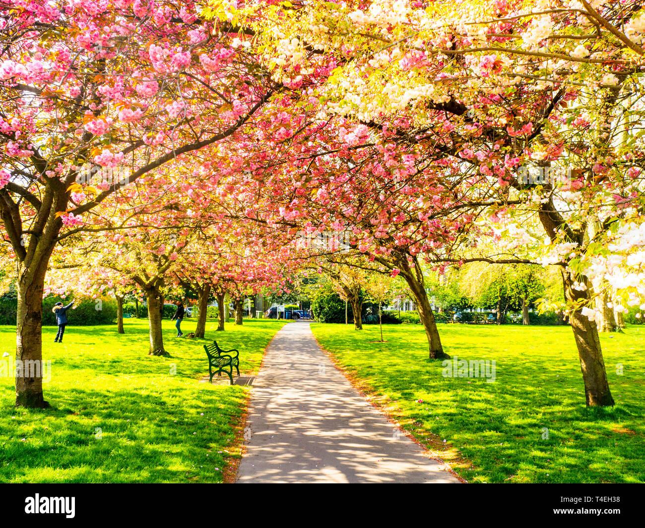 Blühende Bäume in Lewisham Park Gardens - South East London, England Stockfoto