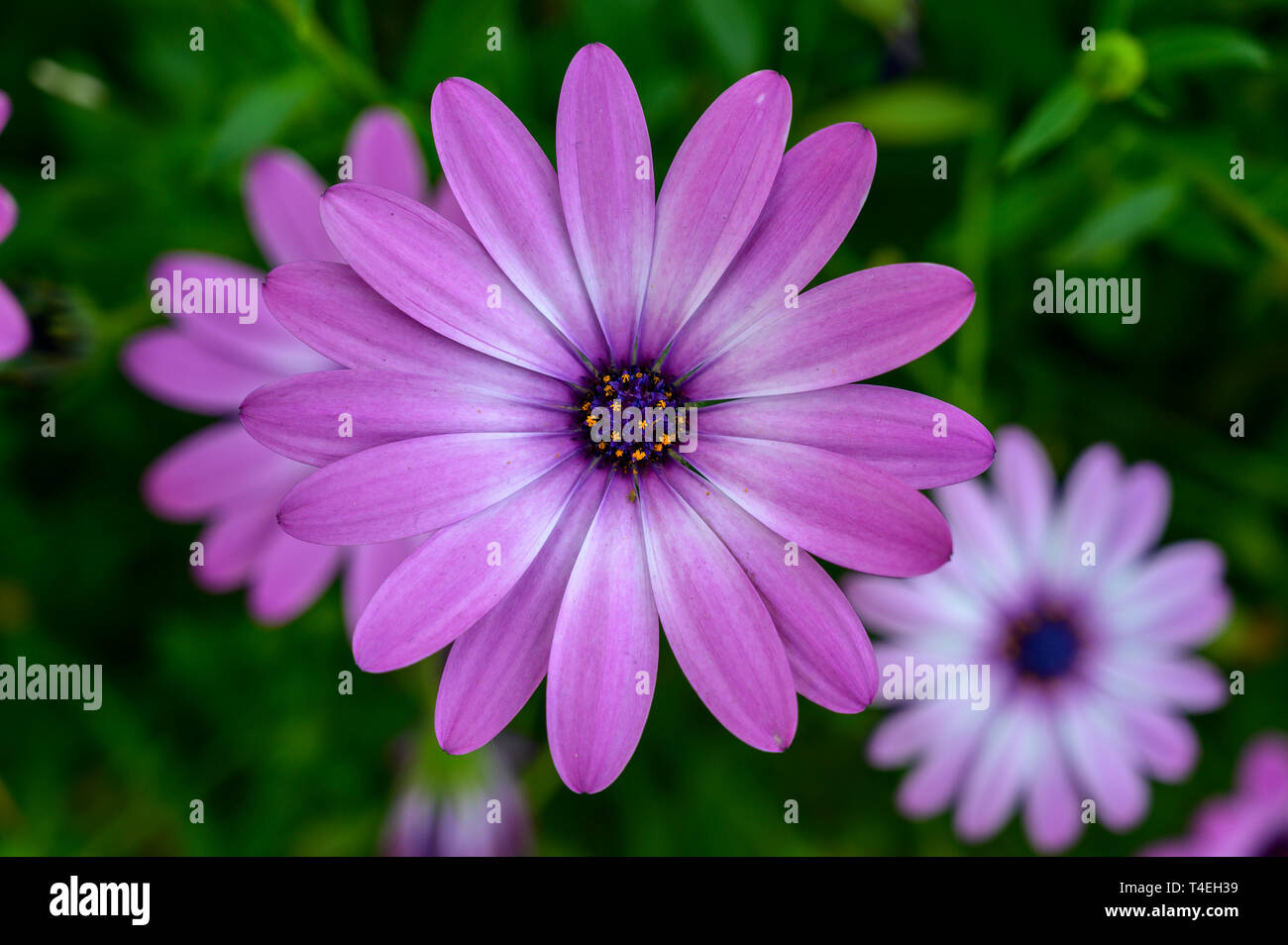 Violette Cape Marguerite Blume in Kew Gardens, London Stockfoto