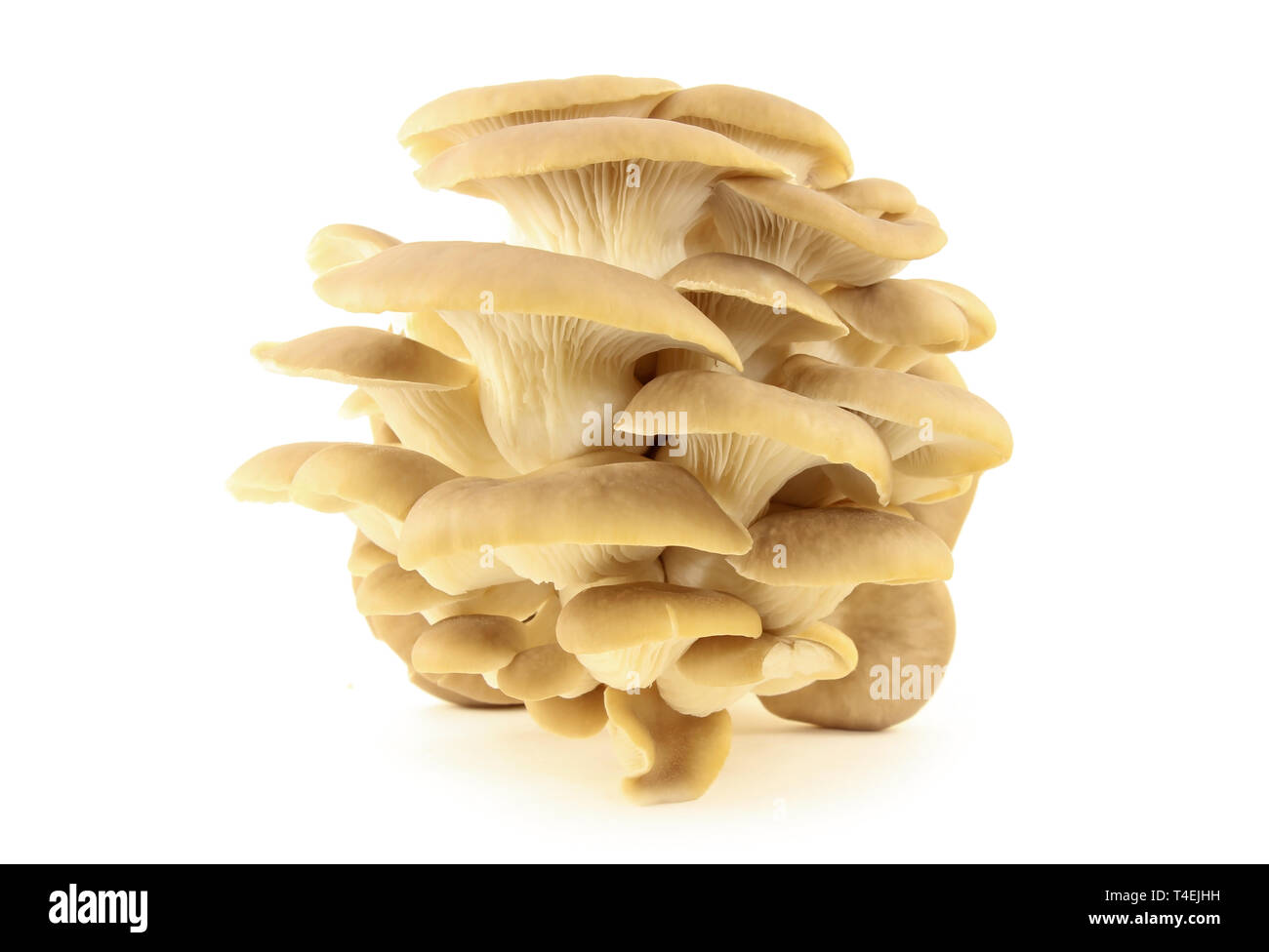 Frische Austernpilze closeup isoliert auf weißem Stockfoto