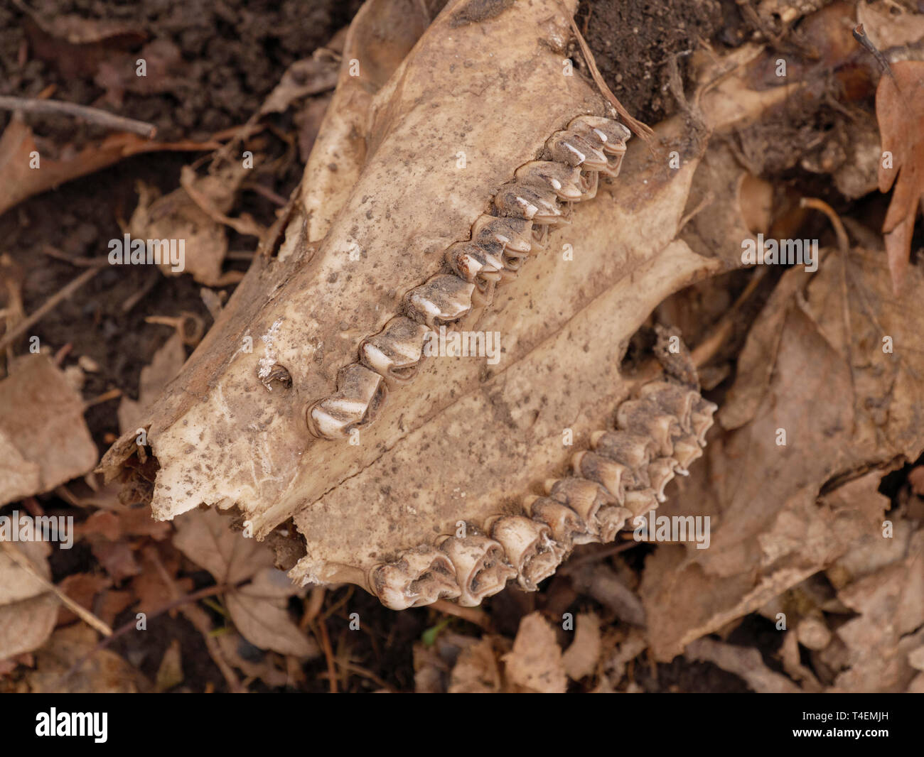 Oberkiefer und die Zähne der Weißwedelhirsche (Odocoileus virginianus). Thatcher Woods, River Forest, Illinois. Stockfoto