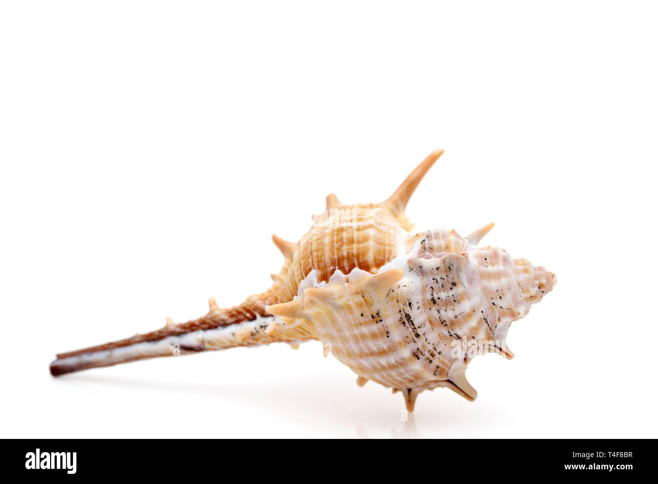 Nahaufnahme des stacheligen seashell auf weißem Hintergrund Stockfoto