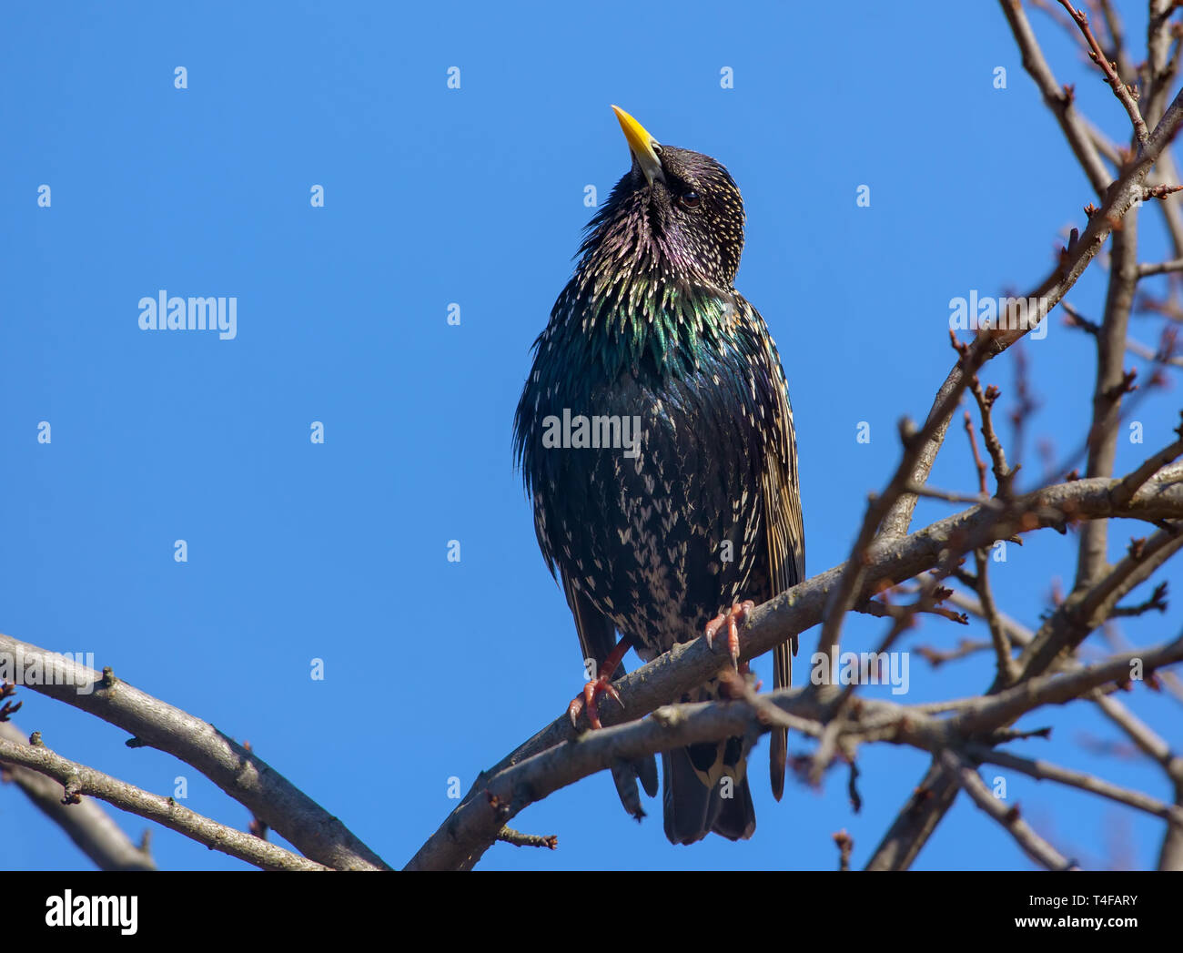 Common Starling auf Frühling Baum auf blauer Himmel thront Stockfoto