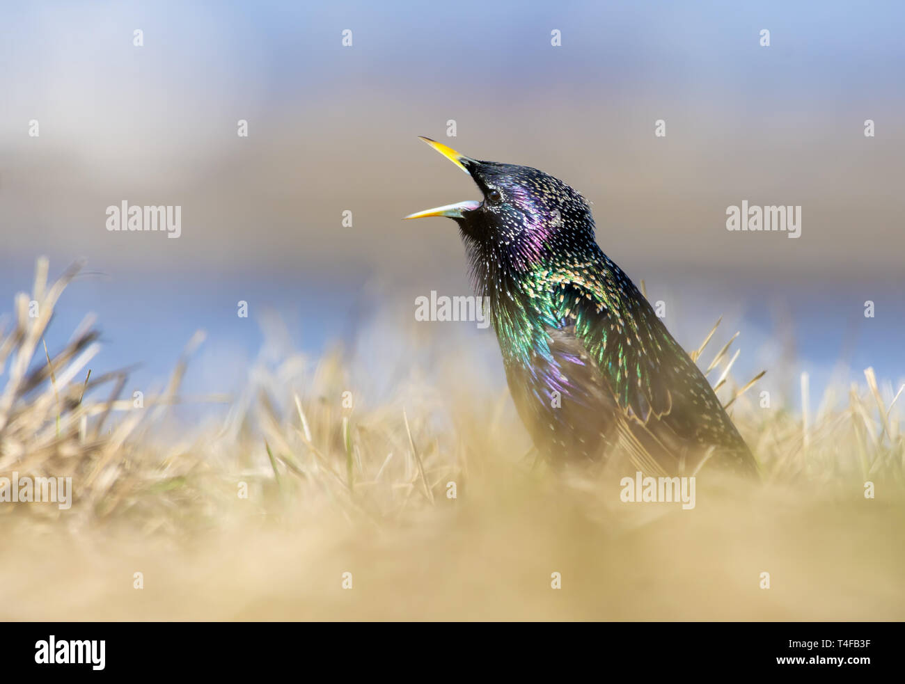 Common Starling singt mit weit geöffneten Schnabel im Gras bei Sonnenuntergang Stockfoto