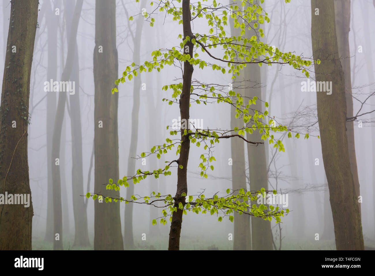 Im königsholz Fotos und Bildmaterial in hoher Auflösung Alamy