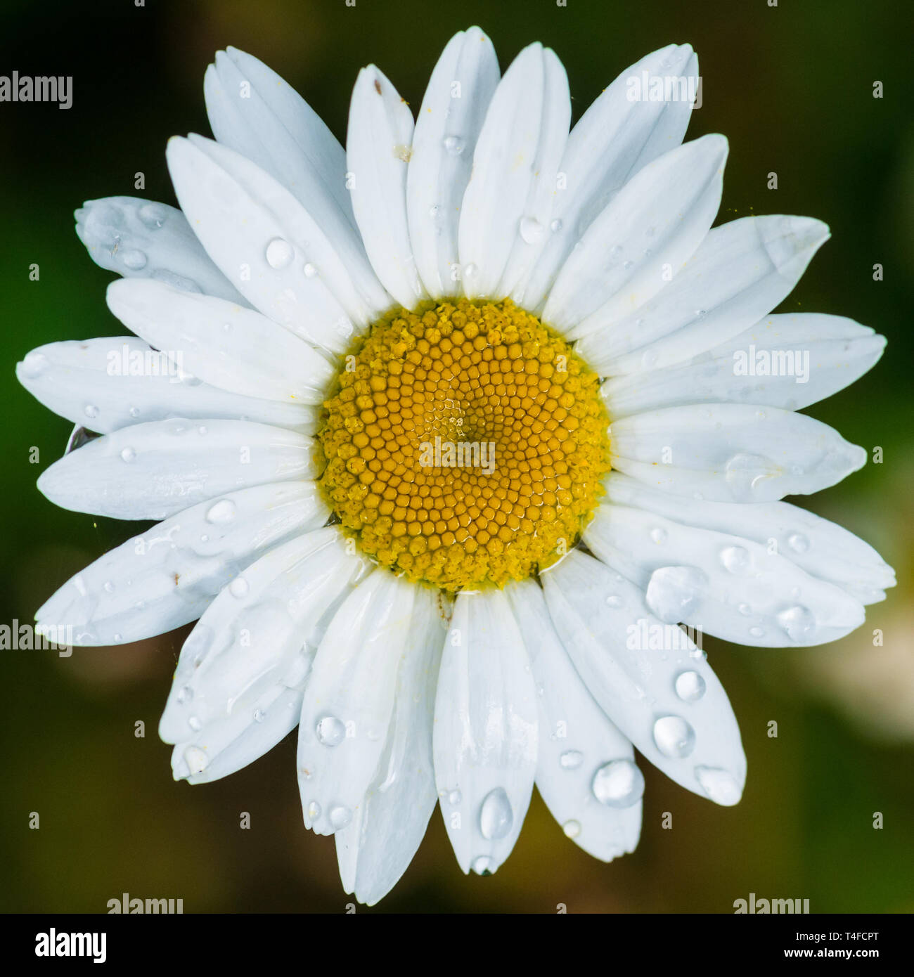 Eine Makroaufnahme eines White ox eye Daisy blühen. Stockfoto