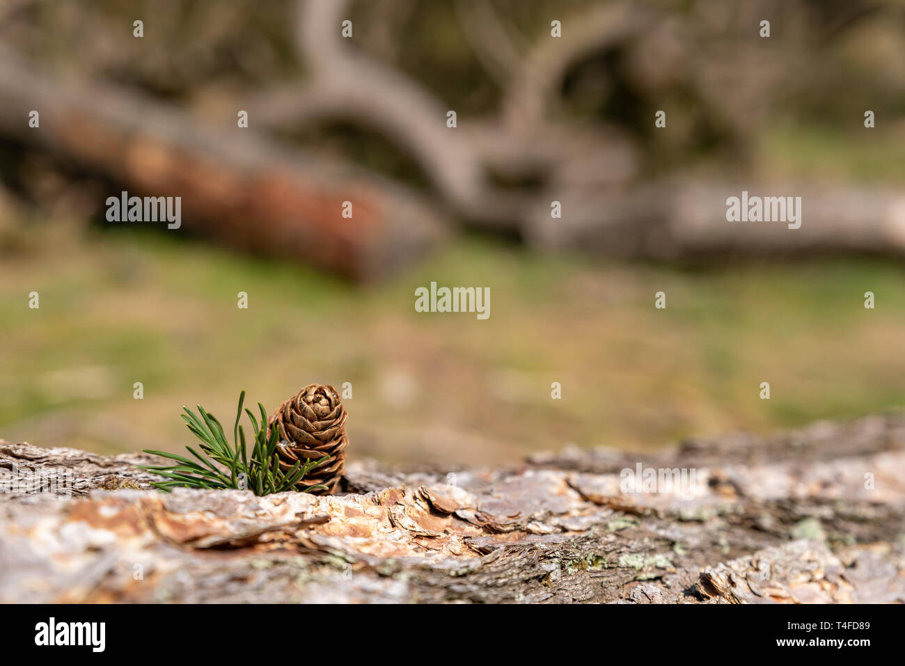 Ein einsamer isoliert Nadelbaum Pine Cone in einer natürlichen waldreichen Umgebung. Stockfoto