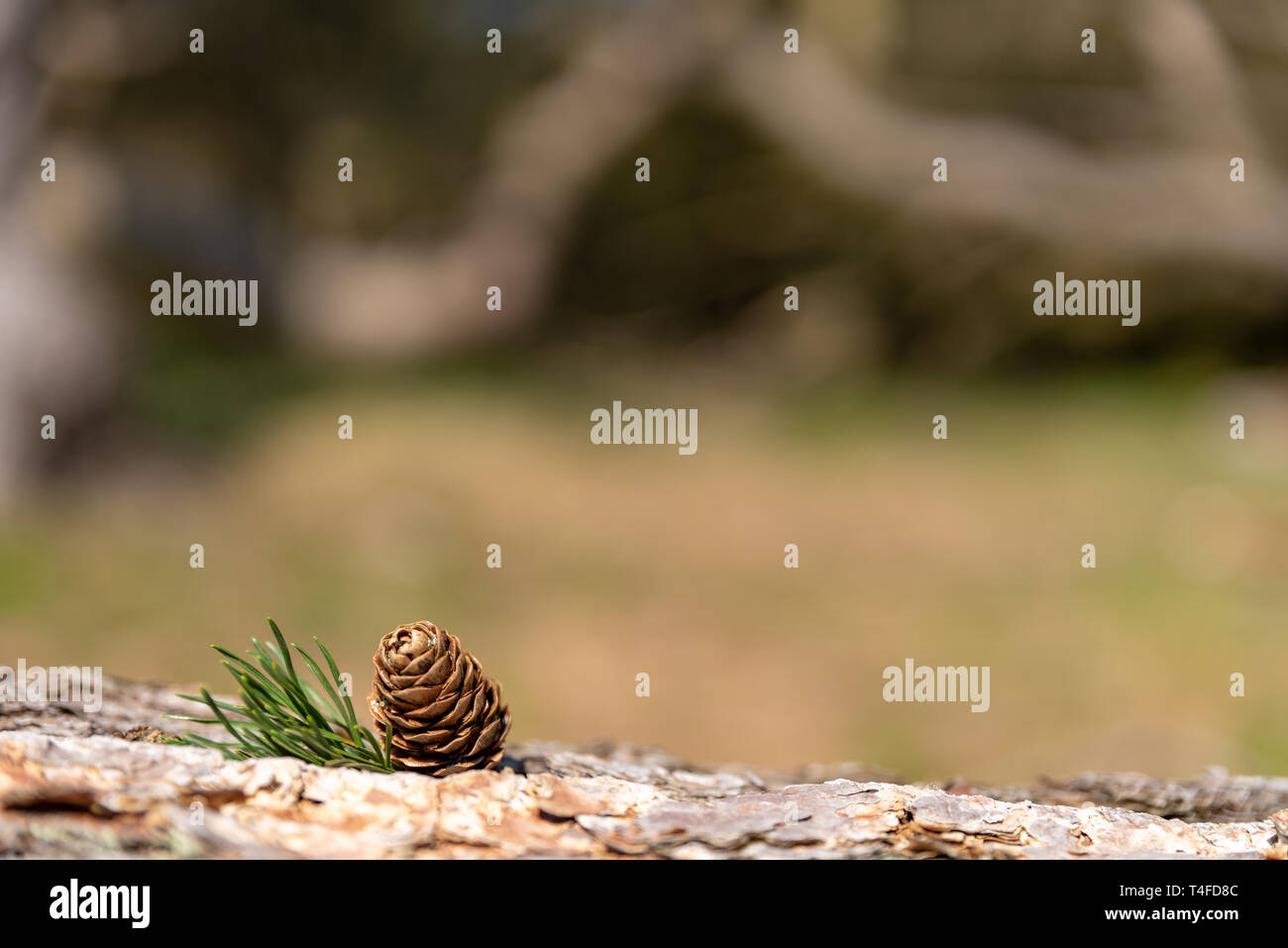 Ein einsamer isoliert Nadelbaum Pine Cone in einer natürlichen waldreichen Umgebung. Stockfoto