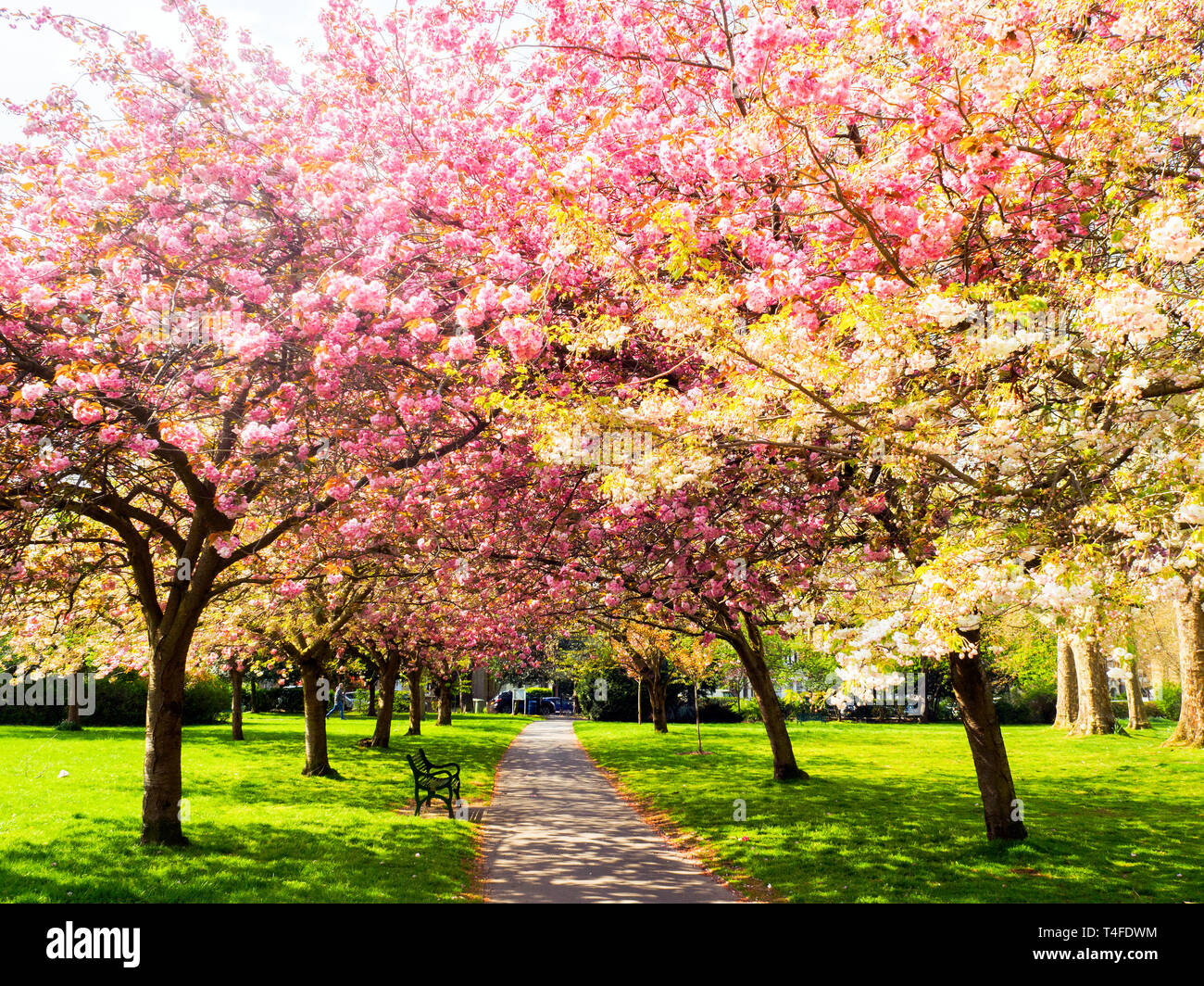 Blühende Bäume in Lewisham Park Gardens - South East London, England Stockfoto