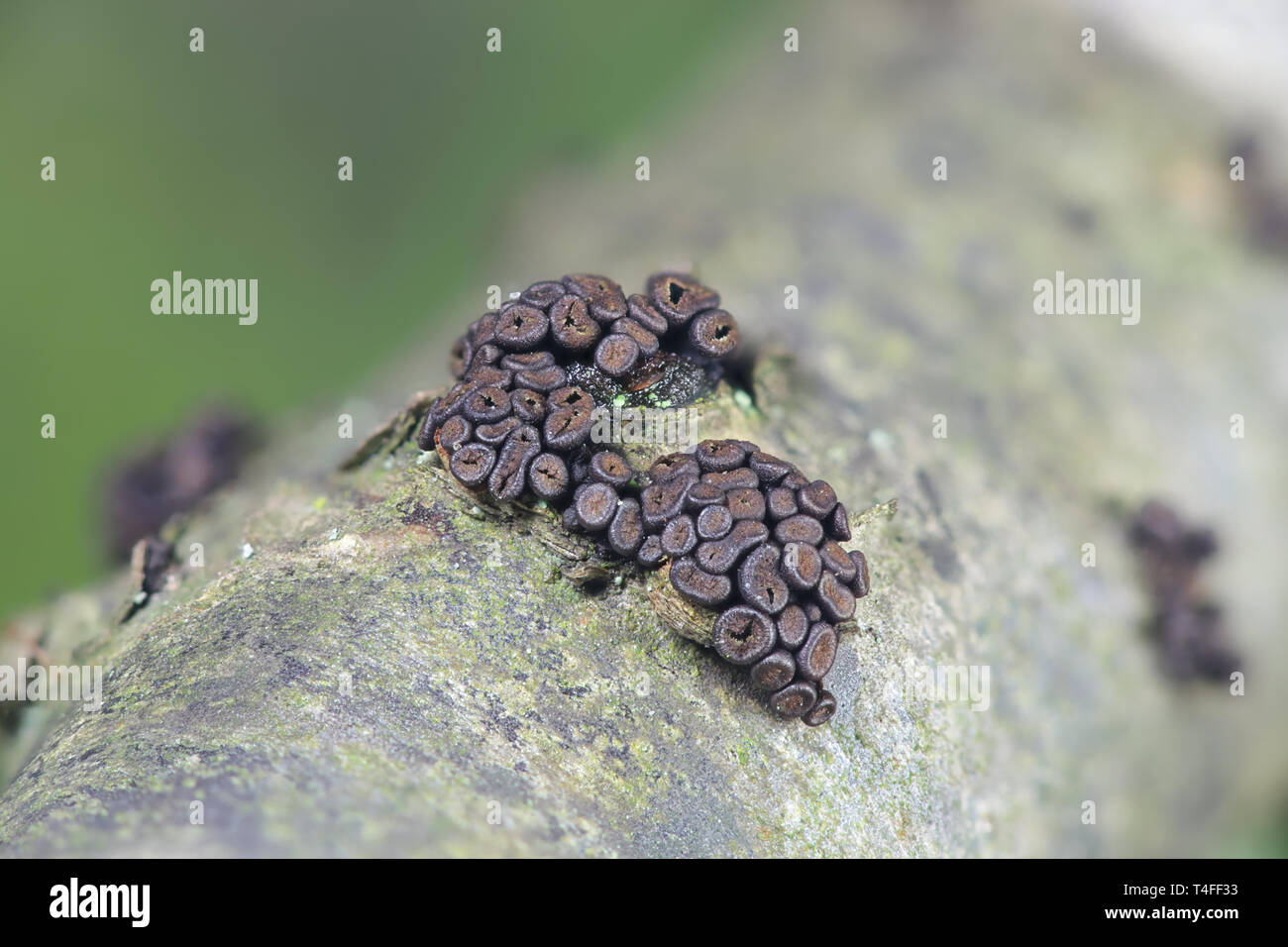 Currant Canker, Pleonectria berolinensis, ein früher Frühlingspilz, der auf Rotkräuseln wächst, Ribes rubrum Stockfoto