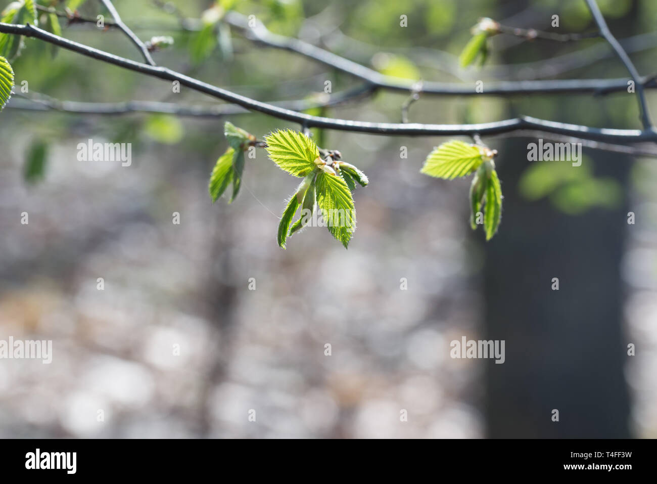 Frühling Blätter am Baum Zweig Makro Stockfoto