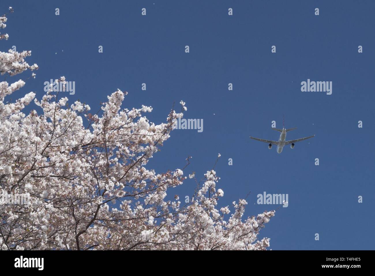 Eine Boeing 757 zieht über Cherry Blossom Tress, April 11, 2019, Yokota Air Base, Japan. Die Kirschblüten um Yokota blühte drei Tage später als im letzten Jahr. Stockfoto