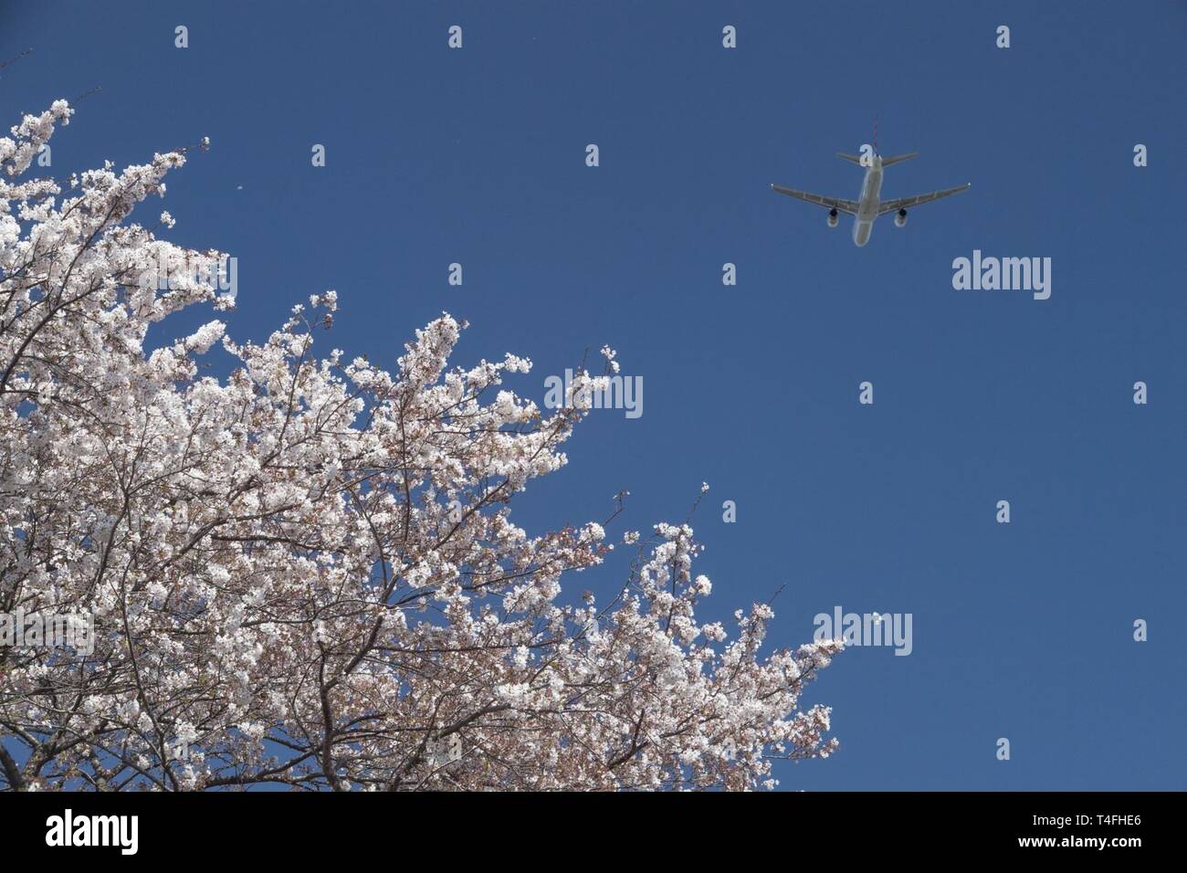 Eine Boeing 757 zieht über Cherry Blossom Tress, April 11, 2019, Yokota Air Base, Japan. Die Kirschblüten um Yokota blühte drei Tage später als im letzten Jahr. Stockfoto